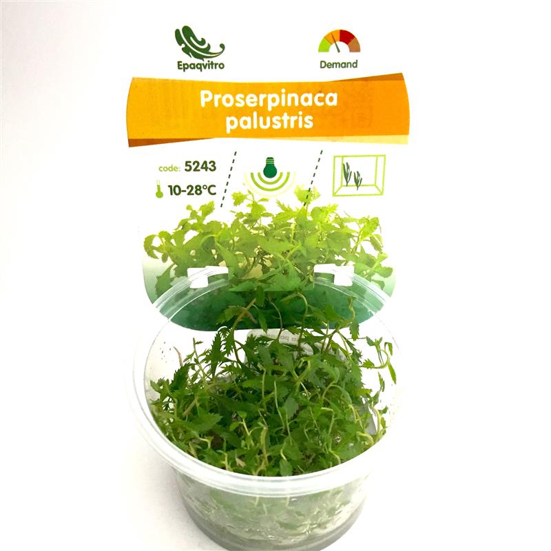 Proserpinaca palustris in cup